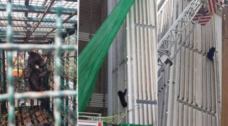 Tersesat, Anak Beruang Panjat Apartemen Cari Makanan