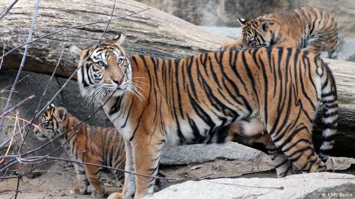 Kisah 4 Anak Harimau Sumatera yang Lahir di Kebun Binatang Jerman