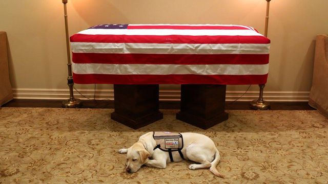 Sully Si Service Dog Akan Temani George HW Bush untuk Terakhir Kalinya