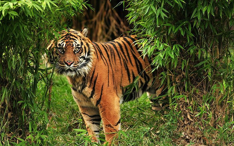 Lepas dari Kandang Semarang Zoo, 2 Harimau Ditembak Bius
