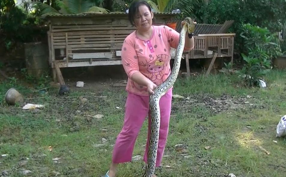 Ular Sanca Pemakan Hewan Ternak Warga Serpong Utara Tertangkap 