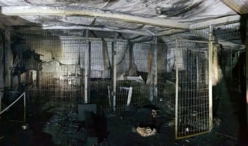 Penampungan Hewan Terbakar, 180 Anjing dan 80 Kucing Mati Terpanggang