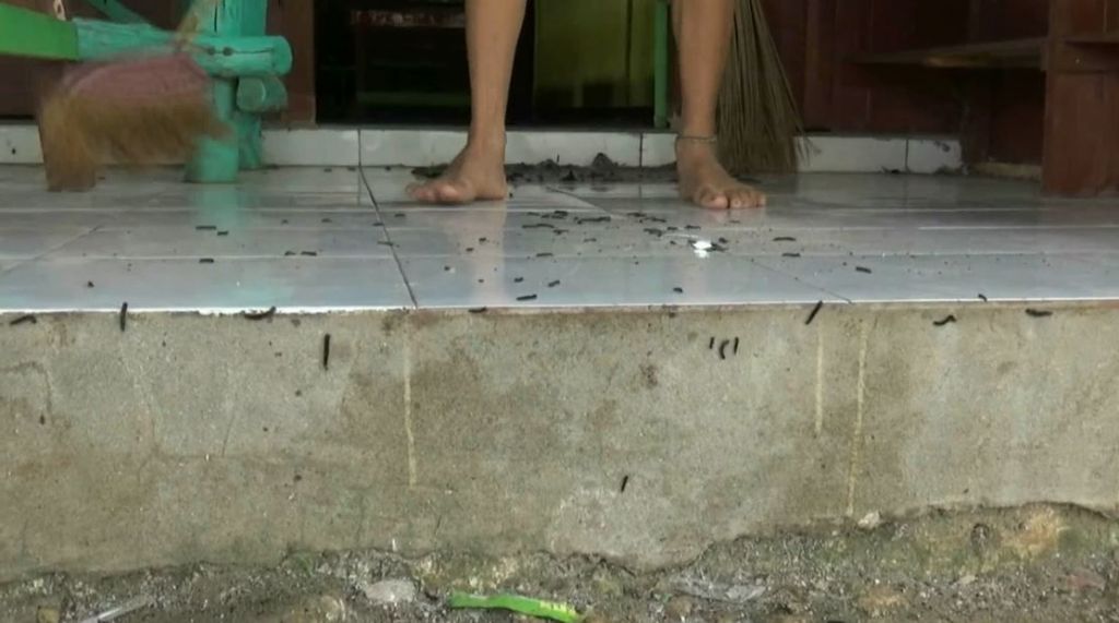 Awal Musim Hujan, Ribuan Ulat Bulu Serang Permukiman Warga di Tuban
