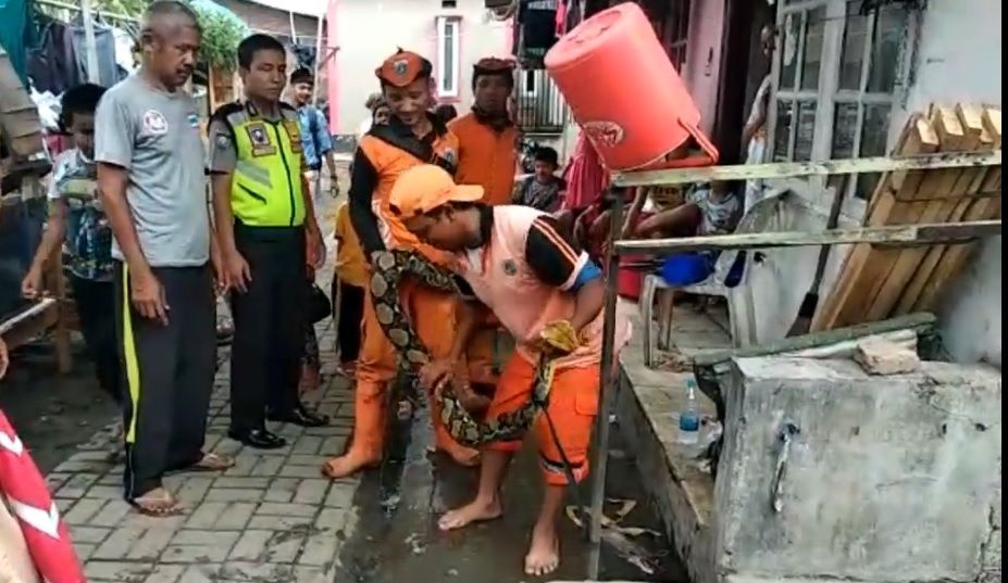 Banjir Surut, Warga Duri Kosambi Tangkap Ular Sanca 5 Meter