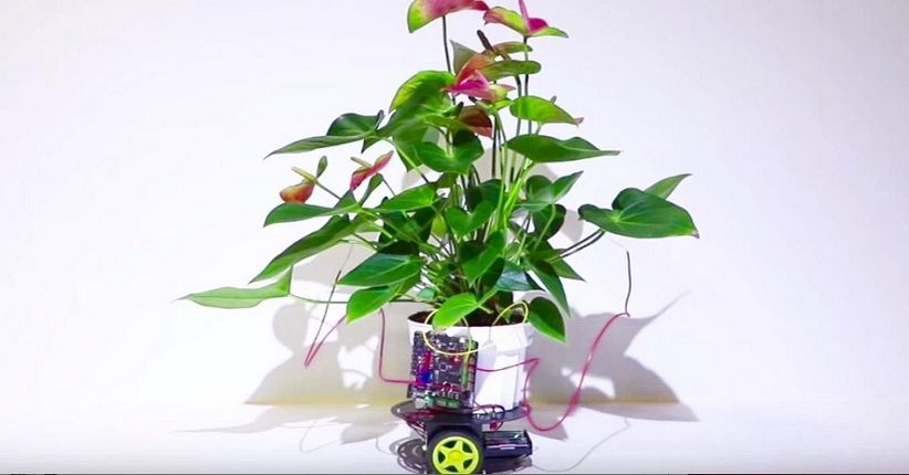 Tanaman Cyborg Ini Mampu Berjalan Menuju Cahaya Sendiri