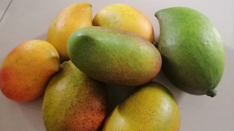 China, Timur Tengah hingga Eropa Suka Mangga Asal Indonesia