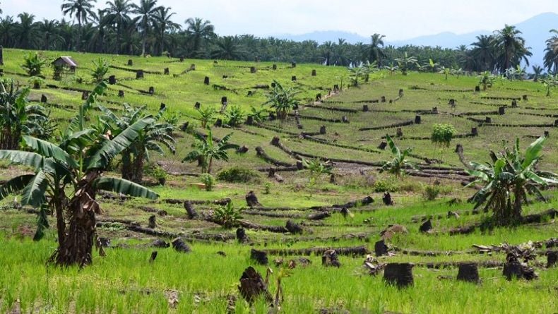 Harga Sawit Nasional Merosot, Ini Usulan Serikat Petani Indonesia