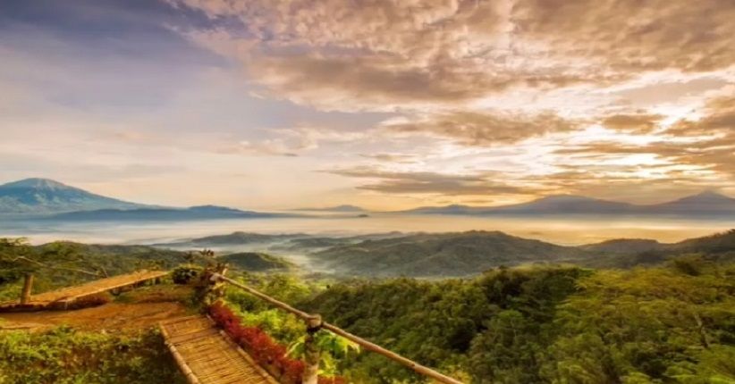 Wisata sambil Menyeruput Teh di Tengah Hamparan Kebun Teh Nglinggo