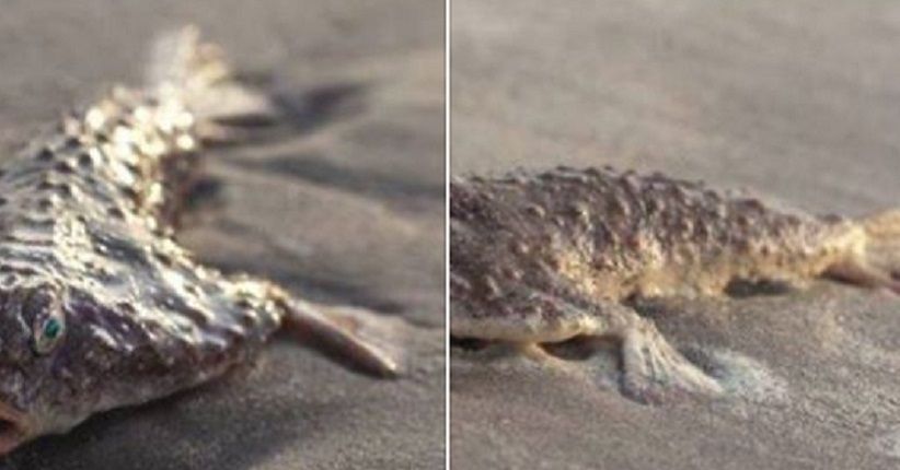 4 Makhluk Misterius yang Terdampar di Pantai Selama 2018