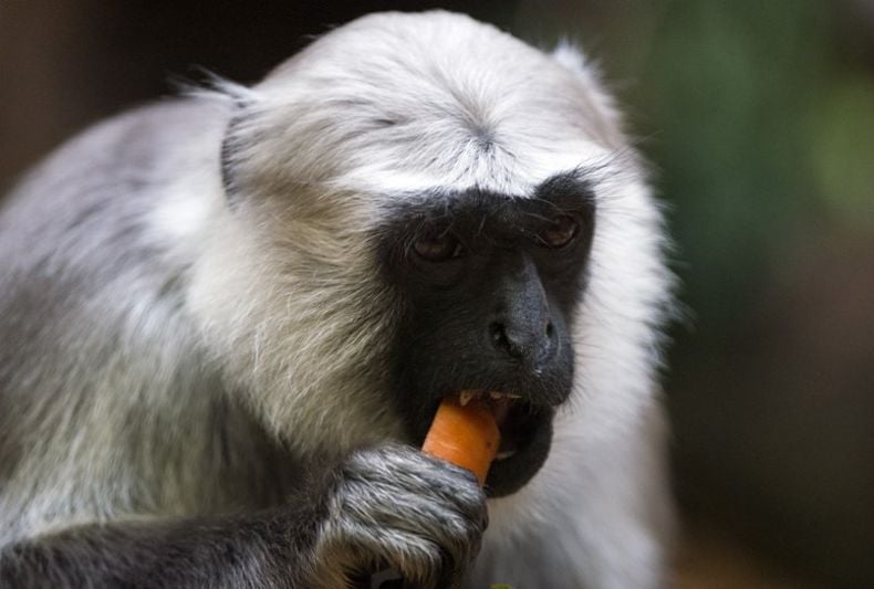 Bunuh dan Makan Lutung Disiarkan Live, 6 Warga Vietnam Ditangkap