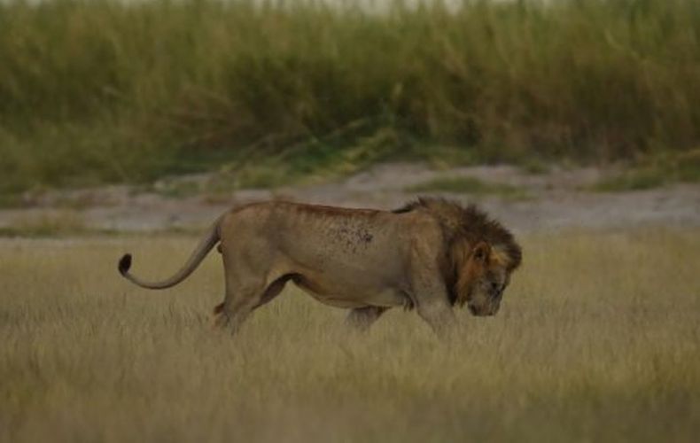 Baru Bekerja di Taman Margasatwa, Perempuan Muda Tewas Diterkam Singa