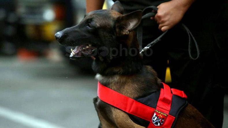 Anjing Pelacak K-9 Berjaga di Setiap Pintu Masuk Kompleks Parlemen
