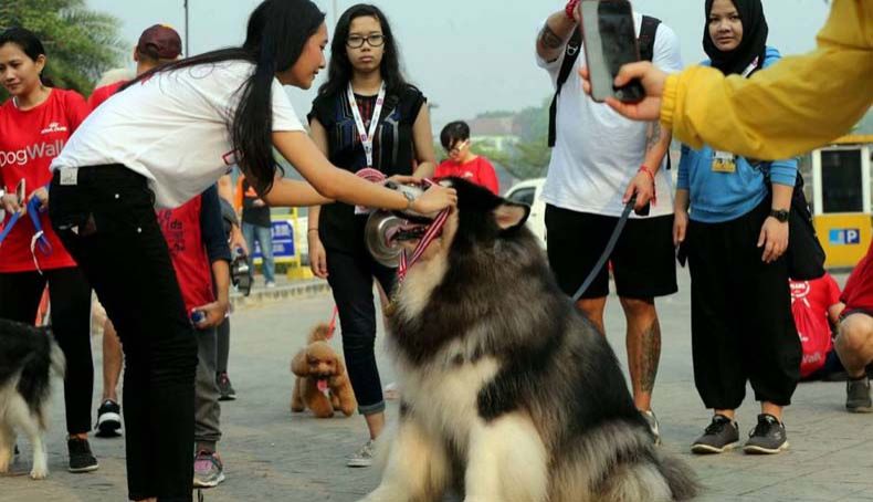 Pemprov DKI Lanjutkan Program Pemasangan Mikrocip Anjing Peliharaan