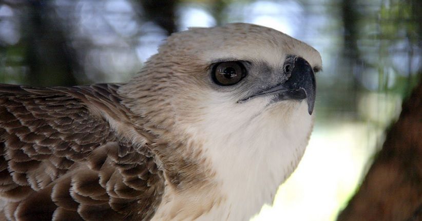 Polisi Tangkap 5 Anggota Sindikat Penjual Satwa Liar Lewat Medsos