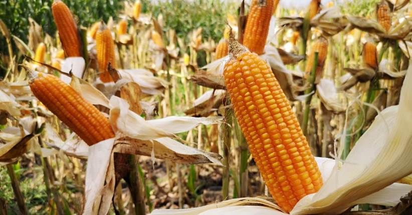 Kementan Terus Upayakan agar Harga Jagung Tetap Stabil