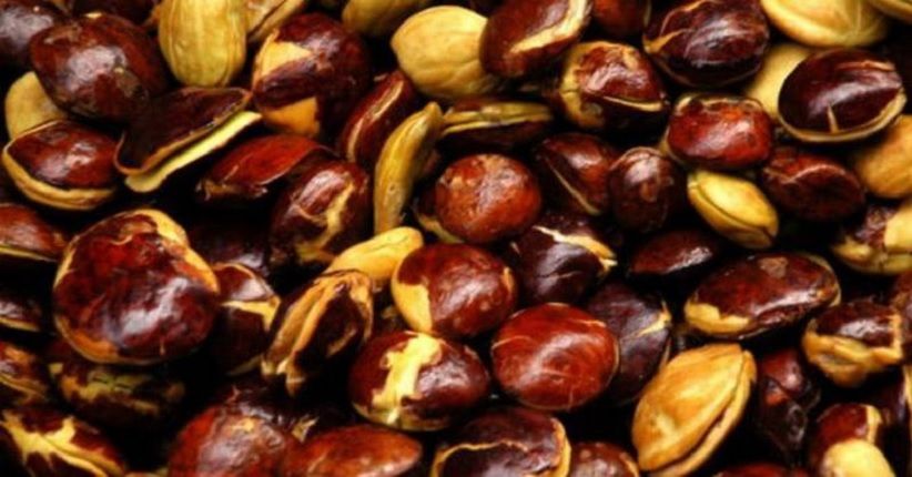 Jengkol Jadi Penyumbang Deflasi di Padang pada September 2020