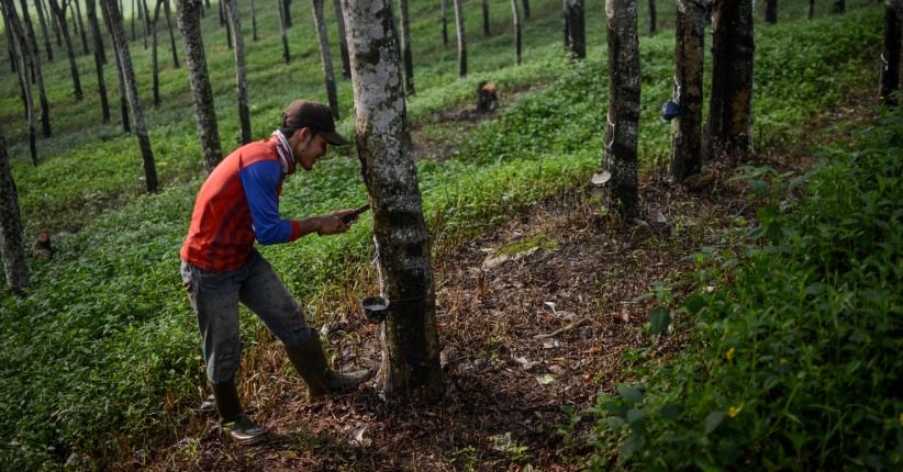 Upah Harian Buruh Tani Naik Jadi Rp55.173 pada Februari