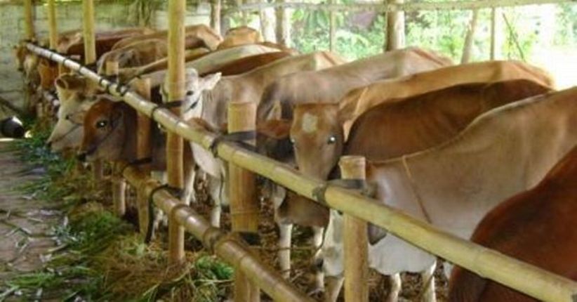 Bank Sinarmas Salurkan KUR Rp100 Miliar kepada Usaha Peternakan Sapi