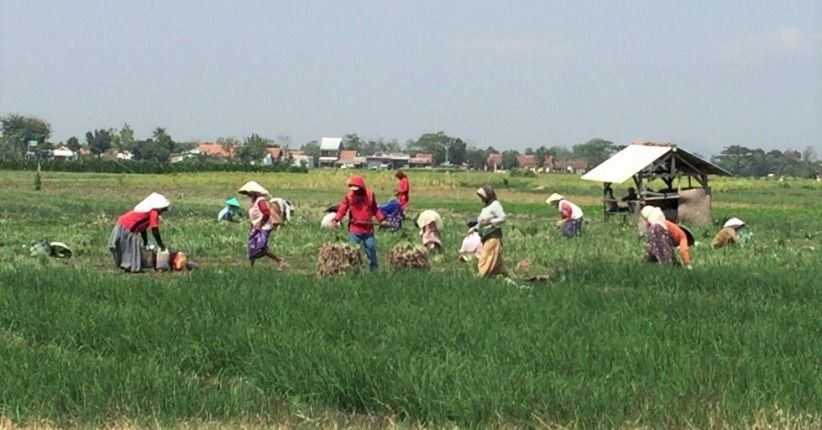 Panen Petani Terdampak Corona, Kementan Distribusi Produk via Online