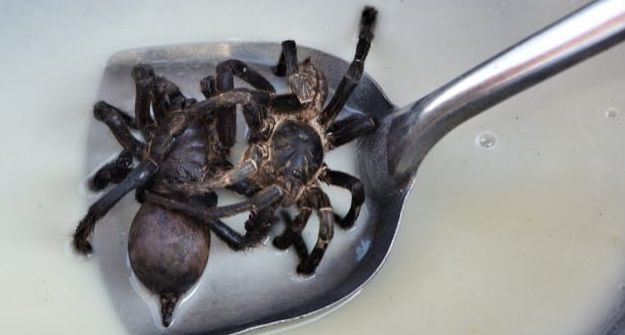 Intip 4 Makanan Aneh di Asia, Coba Cicipi Tarantula Kriuk dari Kamboja