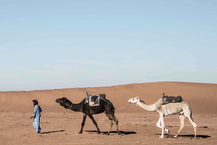Kocak, Begini Uniknya Kontes Kecantikan Unta di Arab Saudi