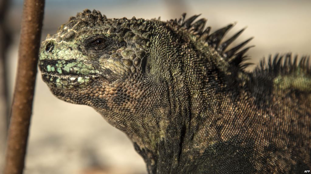 1.400 Ekor Iguana Dilepasliarkan ke Pulau Santiago di Galapagos