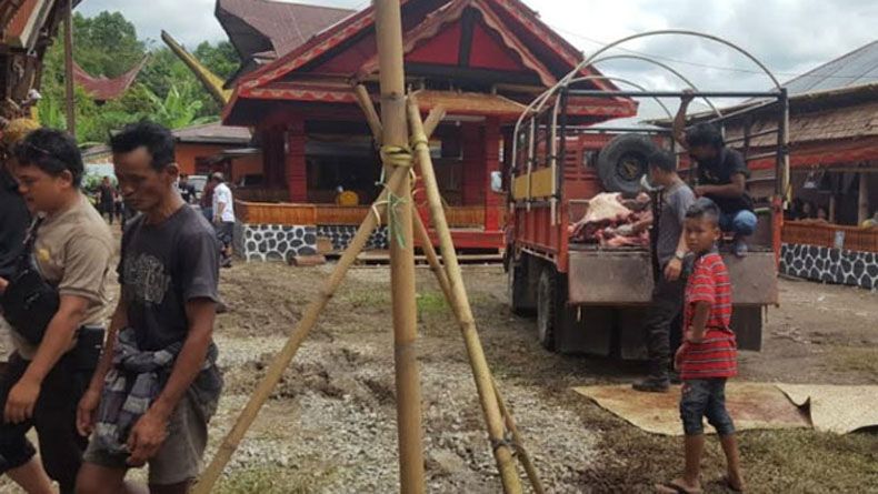 Nahas, Nenek Tewas Diinjak Kerbau yang Mengamuk saat Akan Dipotong