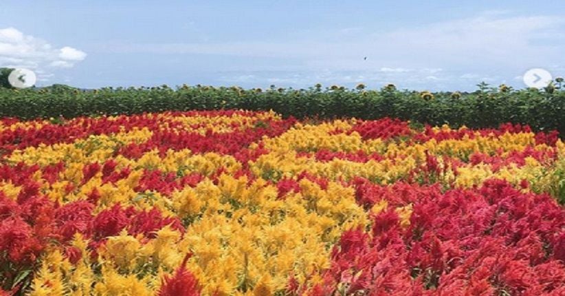 Ada Keukenhof Belanda di Bantul, Taman Warna-warni Bunga Matahari