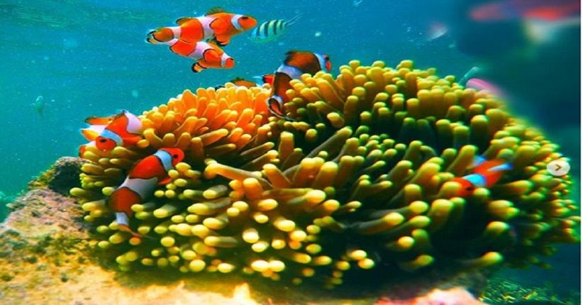 Asyiknya Snorkeling Lihat Taman Nemo di Pulau Pahawang Lampung