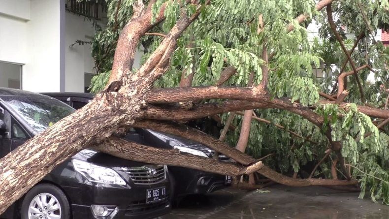 Cuaca Buruk, Juru Masak Tewas Tertimpa Pohon Tumbang di Depok