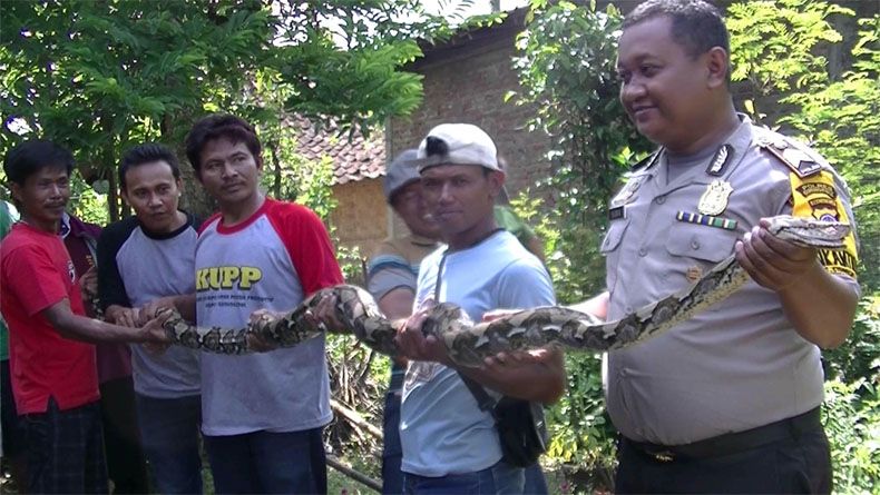 Sepekan, 2 Ular Piton Teror Warga dan Ternak di Sidorejo Gunungkidul