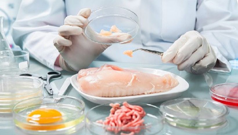 Waspada Bakteri Ecoli pada Ayam Potong Resisten Antibiotik