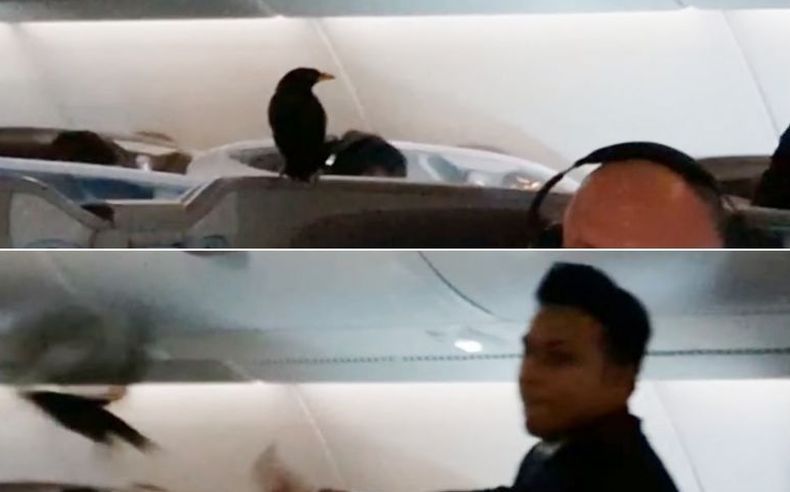 Burung Jalak Nangkring di Kelas Bisnis Pesawat Singapore Airlines