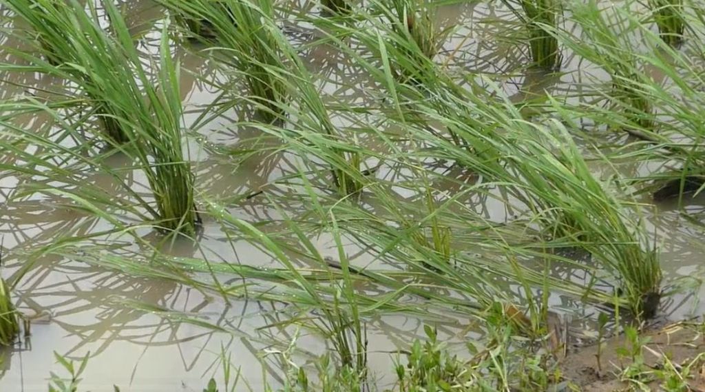 Sungai Meluap, Puluhan Petak Sawah di Banjarnegara Terendam Banjir