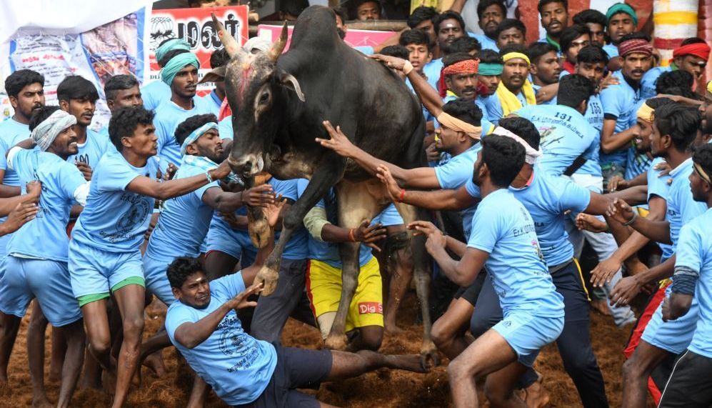 Hampir 50 Luka di Festival Jallikattu, Adu Kuat Lawan Banteng di India