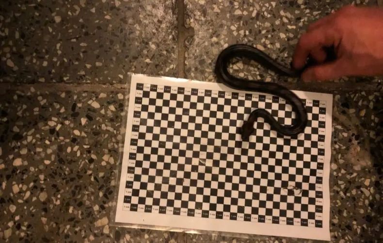 Ular Disimpan di Celana Dalam agar Lolos Pemeriksaan Bandara