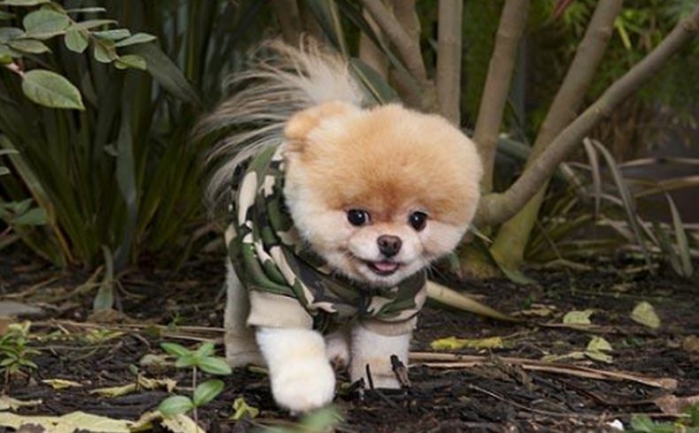 Boo, Anjing Terlucu di Dunia Mati