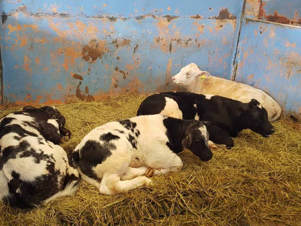 Kawanan Perampok Serang Desa, Curi Hampir 1 Ton Kotoran Sapi