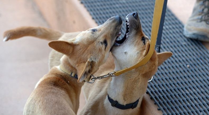 Bocah 9 Tahun Lolos dari Maut Setelah Diterkam Anjing Liar saat Piknik