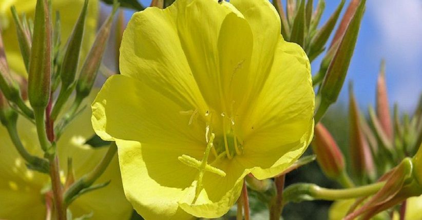 Meski Tak Miliki Telinga, Tanaman Ternyata Bisa Mendengar