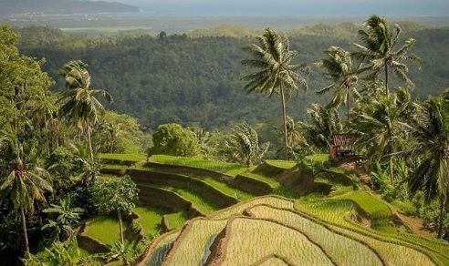 Keindahan Pangandaran dari Gunung Suhur, Ada Terasering Mirip di Bali