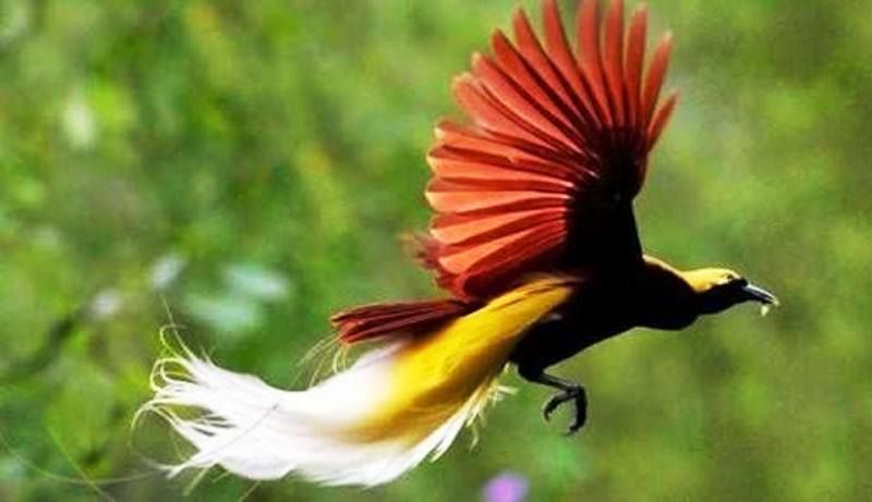 Rawan Perburuan, 15 Persen Burung Endemik Indonesia Terancam Punah