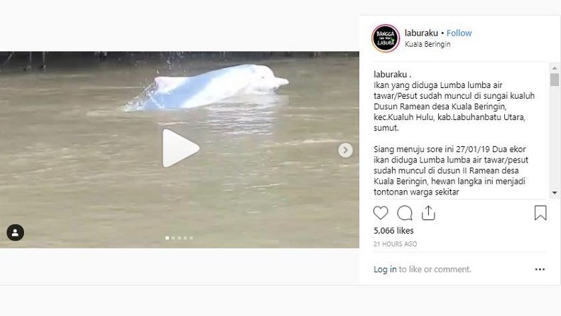 Viral, Lumba-Lumba Muncul di Sungai Labuhanbatu