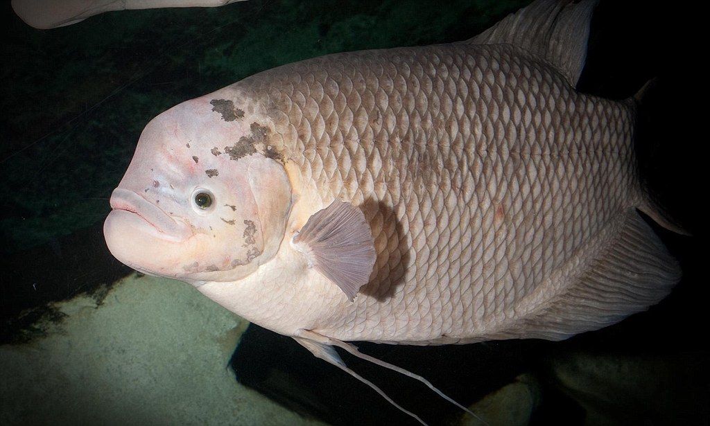 Gurame Selamat dari Kematian Massal Ikan, Warga Australia Jengkel