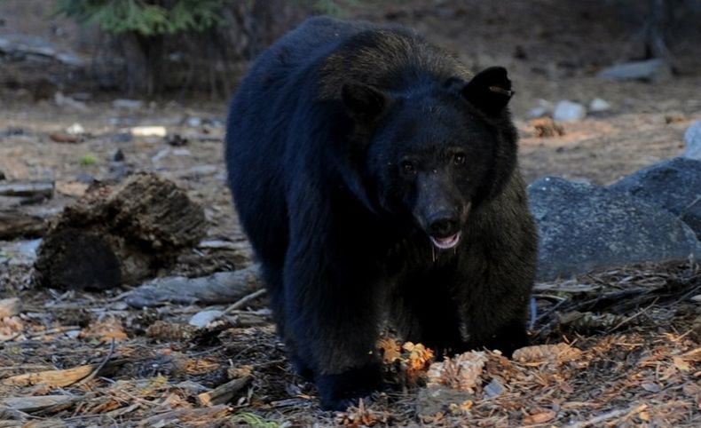 Hilang di Hutan 3 Hari, Bocah 3 Tahun Diselamatkan Beruang Hitam