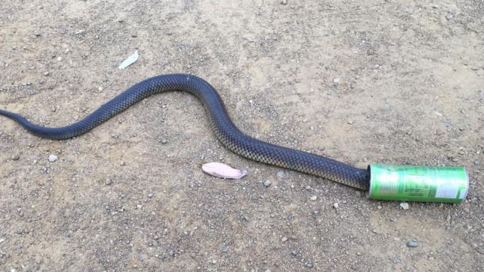 Mencari Air, Kepala Ular Nyangkut di Kaleng Minuman