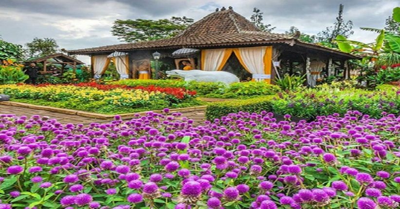 Wisata Instagramable di Lembang, Indahnya Hamparan Bunga Begonia