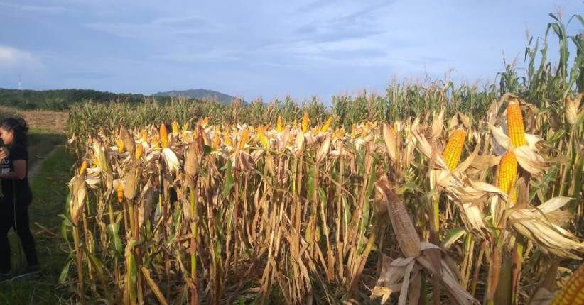 Cara Kementan Antisipasi Turunnya Harga Jagung di Tingkat Petani