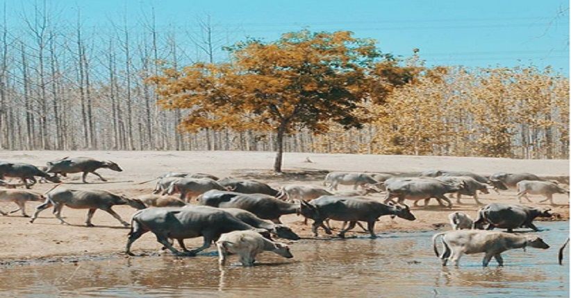 Mengenal Kampung Kerbau, Wisata Unik Mirip Afrika ala Ngawi