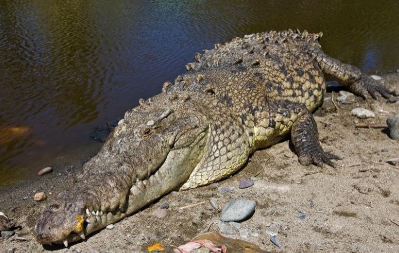 Ngeri, Puluhan Buaya Penangkaran Kabur dari Kandang Teror Warga